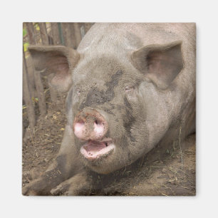 Piggy Magneet