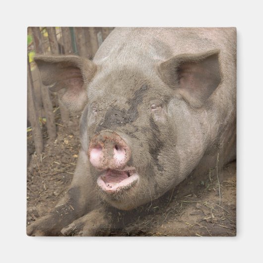 Piggy Magneet (Voorkant)