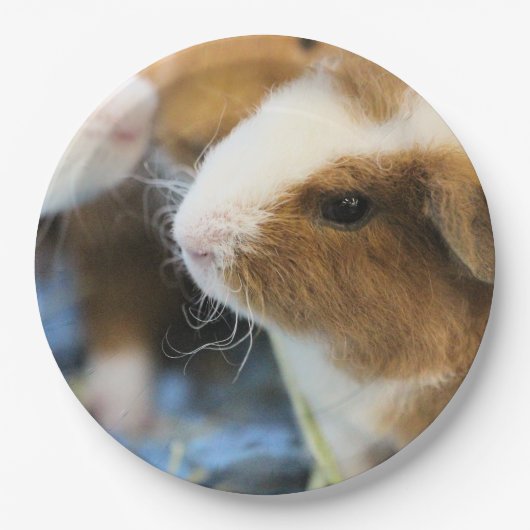 Piggy Papieren Bordje (Voorkant)