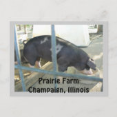 Piggy Post Card Briefkaart (Voorkant)