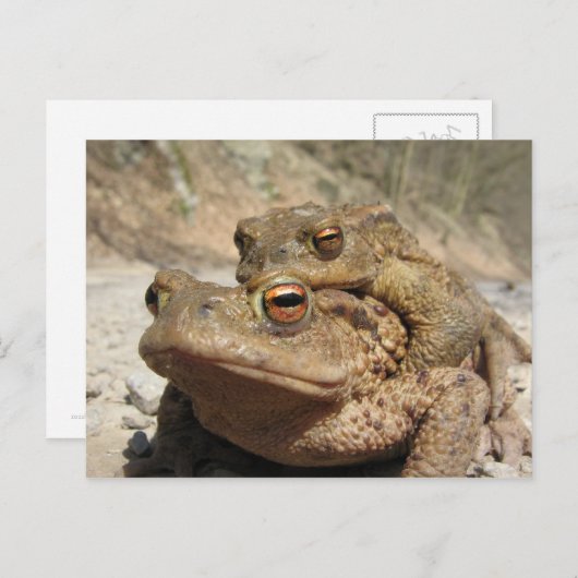 Piggyback Toads Briefkaart (Voorkant / Achterkant)