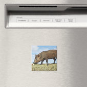 Piglet Eten Magneet (Insitu (Vaatwasser))