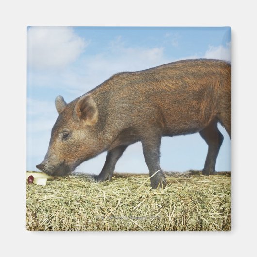 Piglet Eten Magneet (Voorkant)
