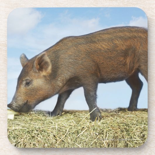Piglet Eten Onderzetter (Voorkant)