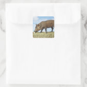 Piglet Eten Vierkante Sticker (Tas)