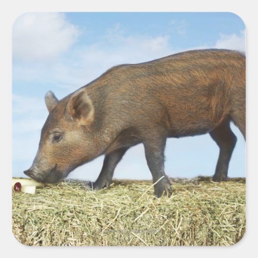 Piglet Eten Vierkante Sticker (Voorkant)