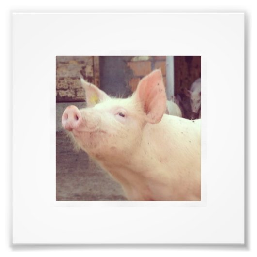 Piglet-fotografie Foto Afdruk (Voorkant)