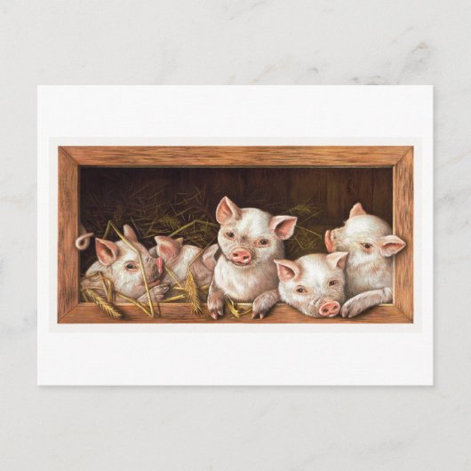 Piglet Illustration Briefkaart (Voorkant)