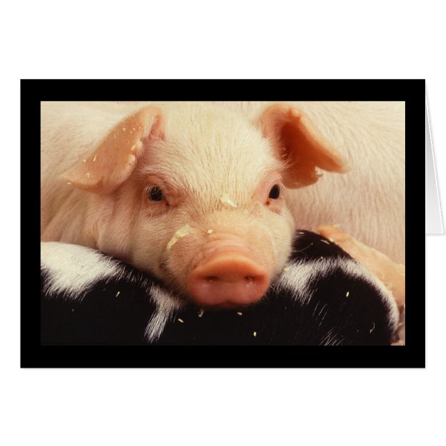 Piglet Pig Schattig Face Snout (Voorkant Horizontaal)