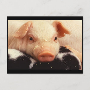 Piglet Pig Schattig Face Snout Briefkaart
