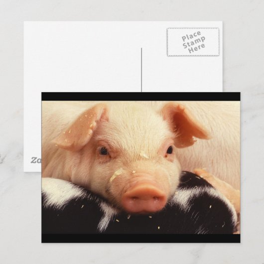 Piglet Pig Schattig Face Snout Briefkaart (Voorkant / Achterkant)