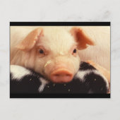 Piglet Pig Schattig Face Snout Briefkaart (Voorkant)