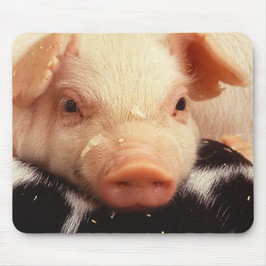 Piglet Pig Schattig Face Snout Muismat (Voorkant)