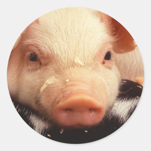 Piglet Pig Schattig Face Snout Ronde Sticker (Voorkant)