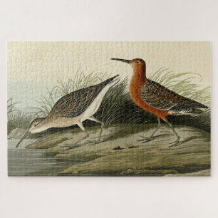Pigmy Curlew (Sandpiper) Audubon Birds of America Legpuzzel