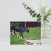 Pigmy Goat Briefkaart (Staand voorkant)
