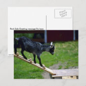 Pigmy Goat Briefkaart (Voorkant / Achterkant)