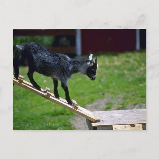 Pigmy Goat Briefkaart (Voorkant)