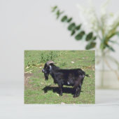 Pigmy Goat Briefkaart (Staand voorkant)