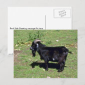 Pigmy Goat Briefkaart (Voorkant / Achterkant)