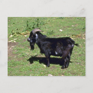 Pigmy Goat Briefkaart