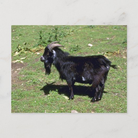 Pigmy Goat Briefkaart (Voorkant)