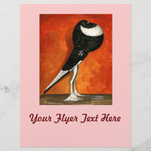Pigmy Pouter Duif Zwart Piebald Flyer