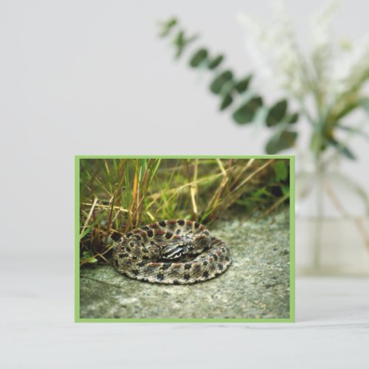Pigmy Rattlesnake Briefkaart (Staand voorkant)