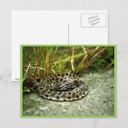 Pigmy Rattlesnake Briefkaart (Voorkant / Achterkant)