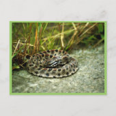 Pigmy Rattlesnake Briefkaart (Voorkant)