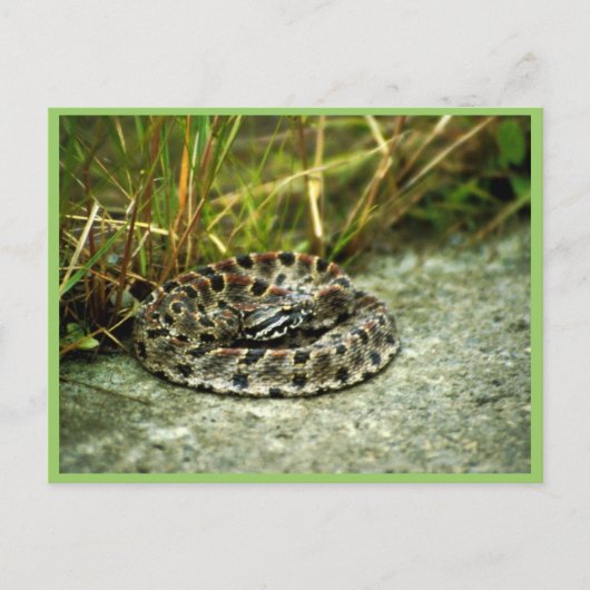 Pigmy Rattlesnake Briefkaart (Voorkant)