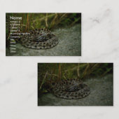 Pigmy Rattlesnake Visitekaartje (Voorkant / Achterkant)