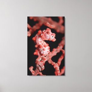 Pigmy Seahorse in Zee Fan Canvas Afdruk