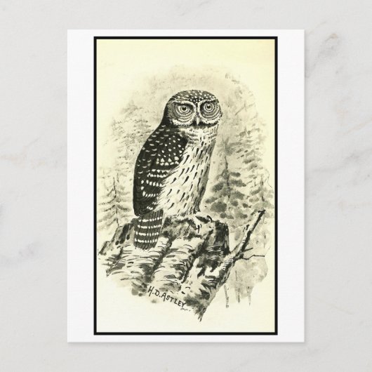  Pigmy Uil Illustratie Briefkaart (Voorkant)