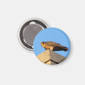 Pigott Magnet (Voorkant / Achterkant)