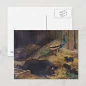 Pigs and Peacock van Charles Burton Barber in 1878 Briefkaart (Voorkant / Achterkant)