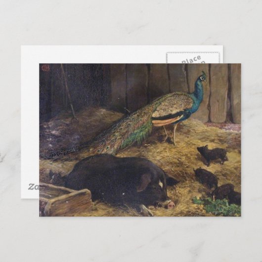 Pigs and Peacock van Charles Burton Barber in 1878 Briefkaart (Voorkant / Achterkant)