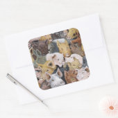 Pigs Galore Vierkante Sticker (Envelop)