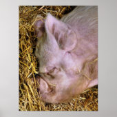 PIGS POSTER (Voorkant)