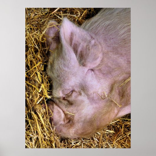 PIGS POSTER (Voorkant)