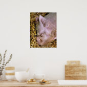 PIGS POSTER (Keuken)