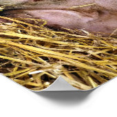 PIGS POSTER (Hoek)