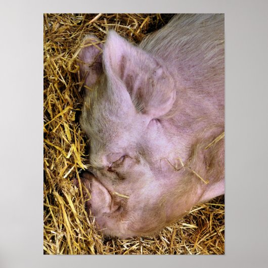 PIGS POSTER (Voorkant)