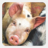 PIGS VIERKANTE STICKER (Voorkant)