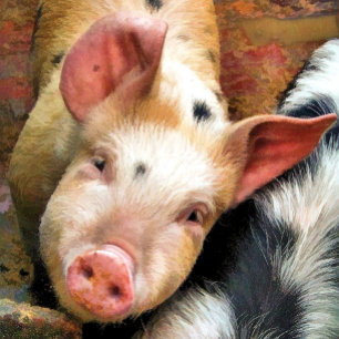 PIGS VIERKANTE STICKER