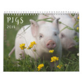 Pigs Wall Calendar - Smile in 2018 Kalender (Hoes)