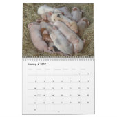 Pigs Wall Calendar - Smile in 2018 Kalender (Jan 2027)