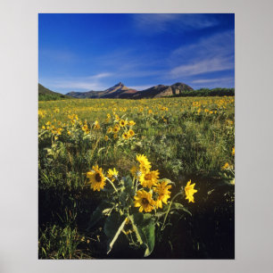 Pijlbalsemroot-wildbloemen in Waterton 2 Poster