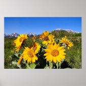 Pijlbladige Balsamroot Ingelijste Print (Voorkant)