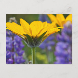 Pijlbladige Balsamwortel en Lupine in de lente blo Briefkaart